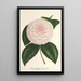 Camellia Constantin Trtiakoff ibrido - Charles Antoine Lemaire — quadro incorniciato alla parete