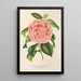 Riproduzione del dipinto Camellia Contessa Pasolini - Charles Antoine Lemaire