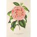 Riproduzione del dipinto Camellia Contessa Pasolini - Charles Antoine Lemaire