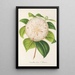 Camellia Cora L Barton - Charles Antoine Lemaire — quadro incorniciato alla parete