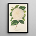 Camellia Dionisia Poniatowski - Charles Antoine Lemaire — quadro incorniciato alla parete