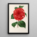 Camellia Don Carlos Ferdinando - Charles Antoine Lemaire — quadro incorniciato alla parete