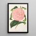 Riproduzione del dipinto Camellia Duchesse de Nassau - Charles Antoine Lemaire