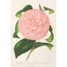 Riproduzione del dipinto Camellia Duchesse de Nassau - Charles Antoine Lemaire