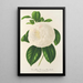 Camellia Fanny Sanchioli - Charles Antoine Lemaire — quadro incorniciato alla parete