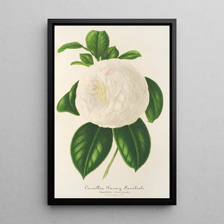 Charles Antoine Lemaire - Camellia Fanny Sanchioli.webp