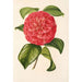 Camellia Francesco Burlamachi - Charles Antoine Lemaire — vista dell’opera