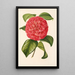 Camellia Francesco Burlamachi - Charles Antoine Lemaire — quadro incorniciato alla parete