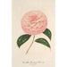 Riproduzione del dipinto Camellia Giardino Schmitz - Charles Antoine Lemaire