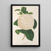 Riproduzione del dipinto Camellia Giuseppe Biasi - Charles Antoine Lemaire