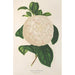 Riproduzione del dipinto Camellia Giuseppe Biasi - Charles Antoine Lemaire