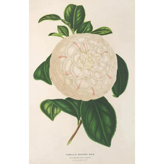 Charles Antoine Lemaire - Camellia Giuseppe Biasi.webp