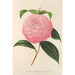 Camellia Isabella Orsini Franchetti - Charles Antoine Lemaire — vista dell’opera
