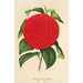 Camellia Italia unita - Charles Antoine Lemaire — vista dell’opera