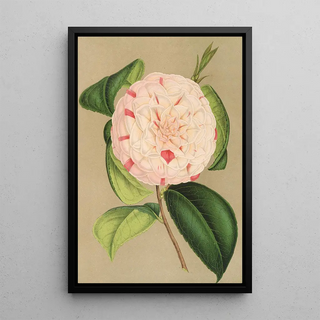 Charles Antoine Lemaire - Camellia Luisa Bartoloni.webp