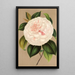 Riproduzione del dipinto Camellia Madame Cachet - Charles Antoine Lemaire