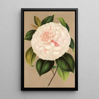 Charles Antoine Lemaire - Camellia Madame Cachet.webp