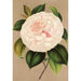 Riproduzione del dipinto Camellia Madame Cachet - Charles Antoine Lemaire