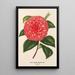 Camellia Madame Rudolph Abel - Charles Antoine Lemaire — quadro incorniciato alla parete