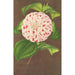 Camellia Madame Verschaffelt - Charles Antoine Lemaire — vista dell’opera