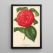 Camellia Marianna Talenti - Charles Antoine Lemaire — quadro incorniciato alla parete