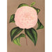 Riproduzione del dipinto Camellia Mistress Dombrain - Charles Antoine Lemaire