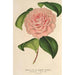 Camellia Mme de Cannart d'Hamal - Charles Antoine Lemaire — vista dell’opera