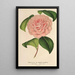 Camellia Mme de Cannart d'Hamal - Charles Antoine Lemaire — quadro incorniciato alla parete