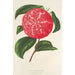 Camellia Ninfa del Tebro - Charles Antoine Lemaire — vista dell’opera
