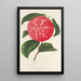 Camellia Ninfa del Tebro - Charles Antoine Lemaire — quadro incorniciato alla parete
