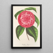 Riproduzione del dipinto Camellia Petazzi - Charles Antoine Lemaire