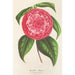 Riproduzione del dipinto Camellia Petazzi - Charles Antoine Lemaire