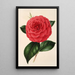 Camellia Poldina Vanturi - Charles Antoine Lemaire — quadro incorniciato alla parete