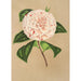 Riproduzione del dipinto Camellia Principessa Clotilde - Charles Antoine Lemaire