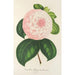 Riproduzione del dipinto Camellia Regina delle Bellezze - Charles Antoine Lemaire