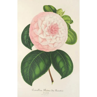 Charles Antoine Lemaire - Camellia Reine des Beauts.webp