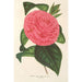 Camellia Roma risorta - Charles Antoine Lemaire — vista dell’opera