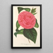 Camellia Roma risorta - Charles Antoine Lemaire — quadro incorniciato alla parete