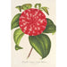 Riproduzione del dipinto Camellia Souvenir d'Émile Defresne - Charles Antoine Lemaire