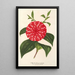 Riproduzione del dipinto Camellia Stella Polare - Charles Antoine Lemaire
