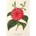 Riproduzione del dipinto Camellia Stella Polare - Charles Antoine Lemaire