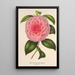 Riproduzione del dipinto Camellia Teresita Canzio Garibaldi - Charles Antoine Lemaire