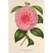 Riproduzione del dipinto Camellia Teresita Canzio Garibaldi - Charles Antoine Lemaire