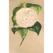 Camellia Vesillo dell'Arno - Charles Antoine Lemaire — vista dell’opera