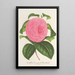 Riproduzione del dipinto Camellia Vicomte de Nieuland - Charles Antoine Lemaire