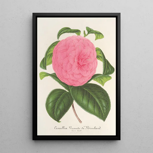 Charles Antoine Lemaire - Camellia Vicomte de Nieuland.webp