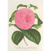 Riproduzione del dipinto Camellia Vicomte de Nieuland - Charles Antoine Lemaire