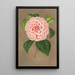 Riproduzione del dipinto Camellia Vittorio Emmanuele II - Charles Antoine Lemaire