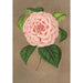 Riproduzione del dipinto Camellia Vittorio Emmanuele II - Charles Antoine Lemaire