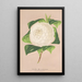 Riproduzione del dipinto Camellia alba ornatissima - Charles Antoine Lemaire